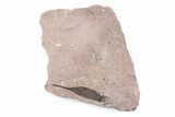 Fossil Eocrinoid (Ascocystites) - El Kaid Rami, Morocco #376544-1